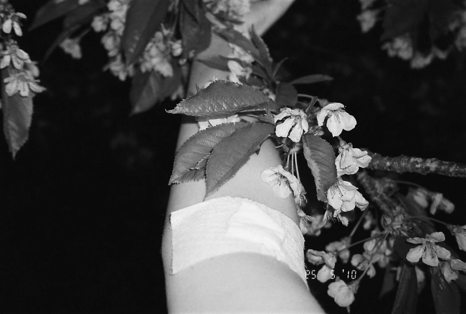 Lina Scheynius
